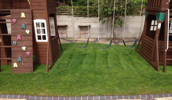 Lawn Renovation