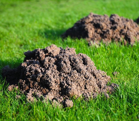 Moles in Lawn