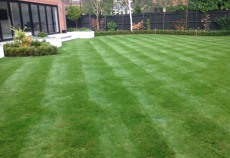 Local Lawn Care Services