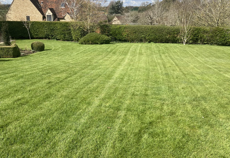 Local Lawn Care Services