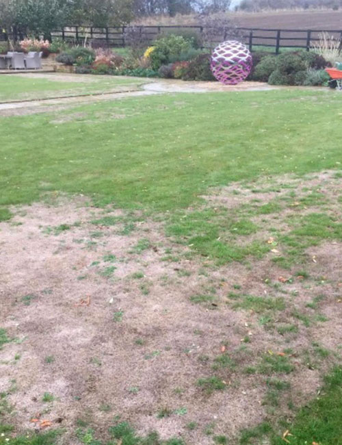 Before Lawn Renovation