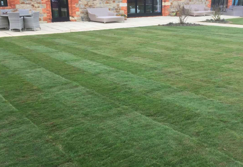 During Lawn Renovation
