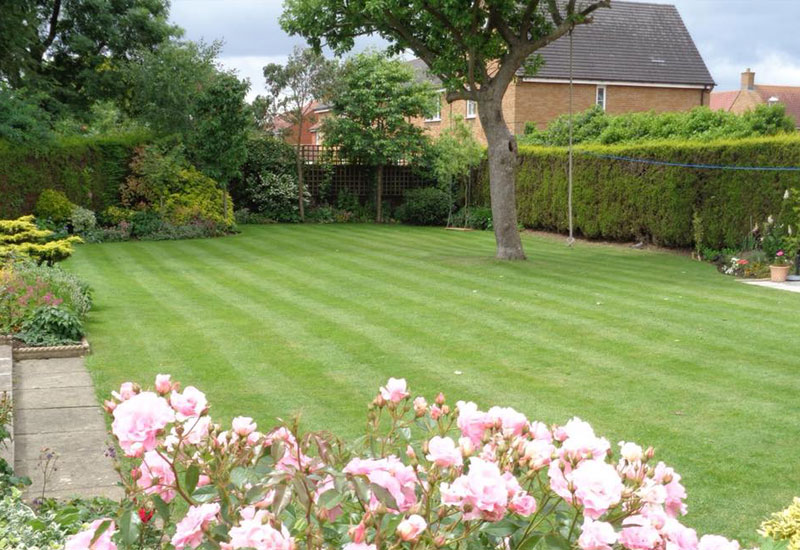 Local Lawn Care Services